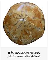 Minerály - Skamenelina Ježovka - 15443687_