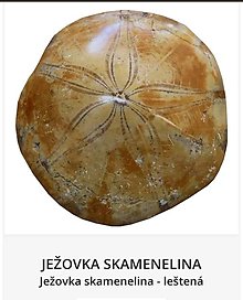 Minerály - Skamenelina Ježovka - 15443687_