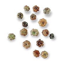 Suroviny - Sušené mini tekvičky s perleťovým glittrom H10325 - 15451198_