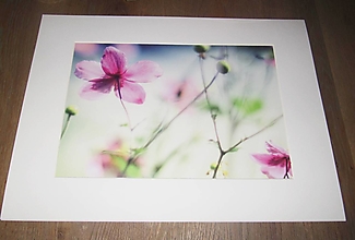 Obrazy - Obraz kvety - plagátový print v pasparte. - 15461682_
