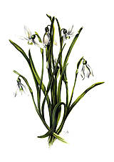 Kresby - Obraz Snežienky - Kvety jari (Print) - 15464870_