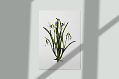 Kresby - Obraz Snežienky - Kvety jari (Print) - 15464940_