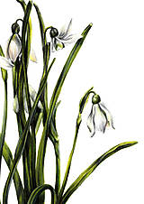 Kresby - Obraz Snežienky - Kvety jari (Print) - 15464947_