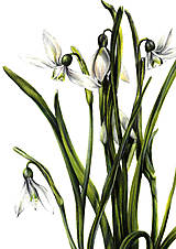 Kresby - Obraz Snežienky - Kvety jari (Print) - 15464948_