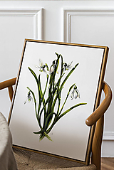Kresby - Obraz Snežienky - Kvety jari (Print) - 15464967_