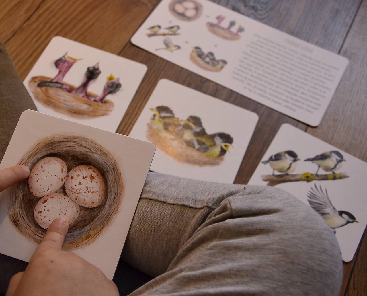 Príbehy prírody - kartičky životných cyklov