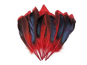 Polotovary - Kačacie perie 13-15 cm (Červená) - 15489997_