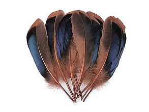 Polotovary - Kačacie perie 13-15 cm (Hnedá) - 15490001_