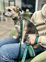 Pre zvieratá - Zamatový obojok pre psa - smaragdovo zelený - 15490183_