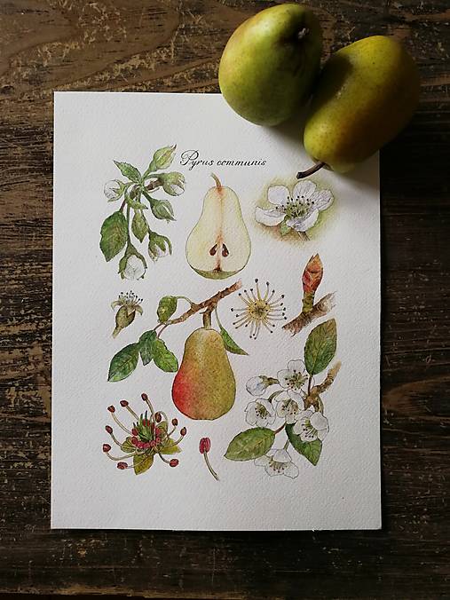 Obrazy - Obraz "Hruška" (Pyrus Communis) - 15493568_