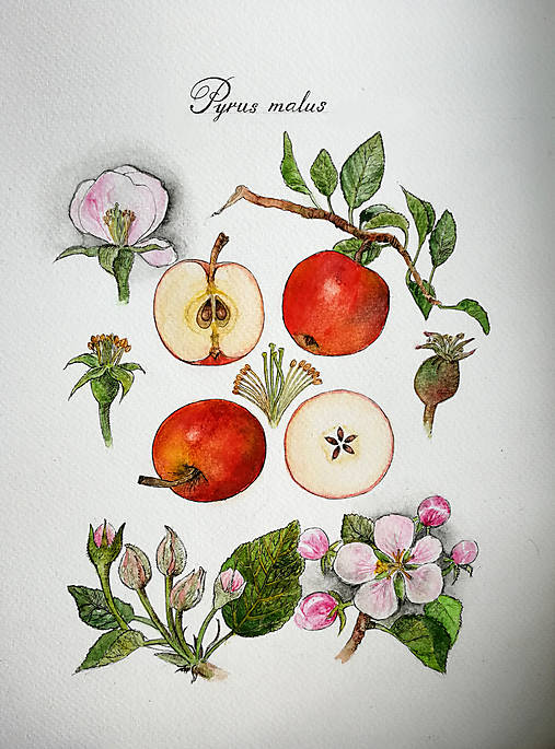  - Obraz "Jablko" (Pyrus Malus) (A4 21x29,7cm) - 15493858_