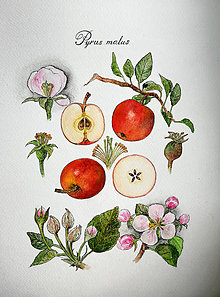 Obrazy - Obraz "Jablko" (Pyrus Malus) - 15493858_
