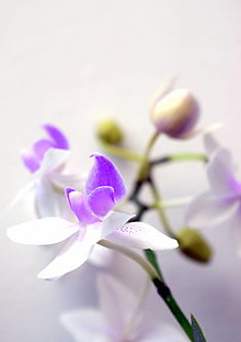 Fotografie - Orchidea - 15495584_