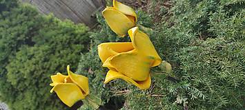 Keramické tulipány (Žltá)