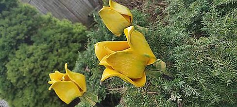 Sochy - Keramické tulipány (Žltá) - 15495538_