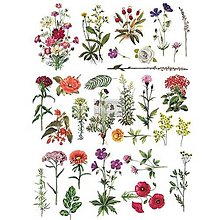 Papier - Transfer na nábytok Floral Collection - 15504530_