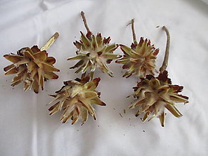 Suroviny - Prírodný kvet Plumosum - 15508815_