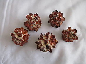 Suroviny - Sušené plody Pubescens small - 15508854_