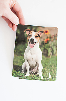 Papier - Pohľadnica Jack Russell teriér - 15509666_