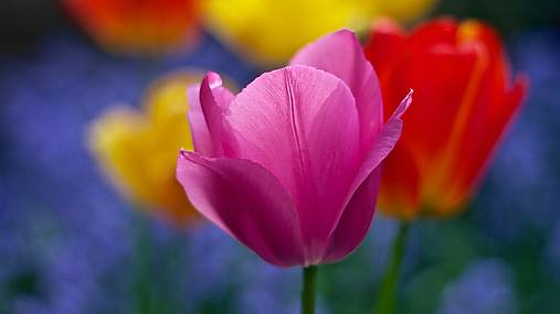 Ručne farbená priadza (Tulipány - Merino/Nylon 100g/400m)