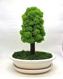 Dekorácie - Bezúdržbový bonsaj Simple (Biela) - 15511500_