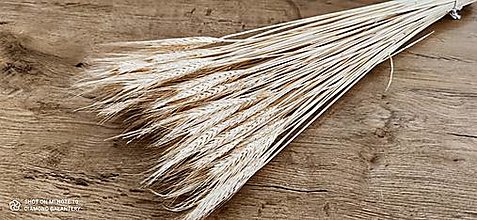 Suroviny - Dekoračné sušené žito (Biela) - 15522950_