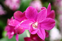 Fotografie - Orchidea VII. - 15523768_