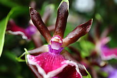 Fotografie - Orchidea VIII. - 15523769_