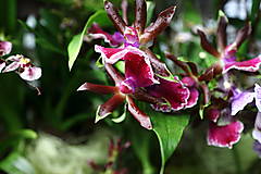 Fotografie - Orchidea IX. - 15523770_