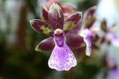 Fotografie - Orchidea X. - 15523771_