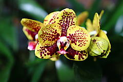 Fotografie - Orchidea XI. - 15523772_
