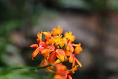 Fotografie - Orchidea XII. - 15523773_