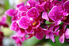Fotografie - Orchidea XIV. - 15523775_