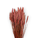 Suroviny - Sušené klasy pšeničné 150 g - Svetlo ružové H40336 - 15527079_