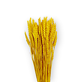 Suroviny - Sušené klasy pšeničné 150 g - Žlté H40335 - 15527121_