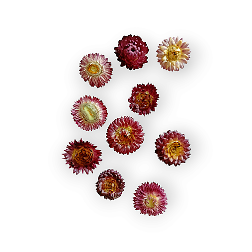 Suroviny - Sušené prírodné slamienky 10 ks - Tmavo ružové H50300 - 15535274_