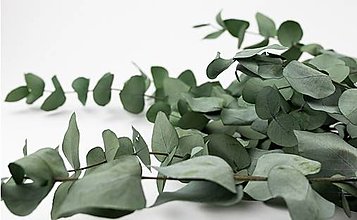 Suroviny - Stabilizovaný Eukalyptus – Cinerea - 15543664_