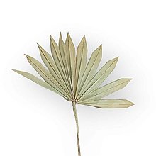 Suroviny - Sušený palmový list - Prírodný H06300 - 15554382_