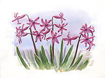Grafika - Hyacinty, Jarné kvety - 15561910_