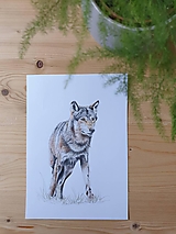 Kresby - Kresba - Vlk dravý - 15580926_
