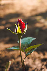 Fotografie - Červená ruža - 15602240_