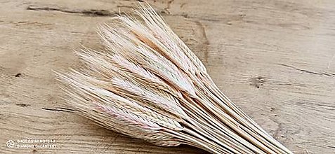 Suroviny - Dekoračné sušené žito (Ružovkasté) - 15613960_