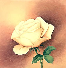 Obrazy - Biela ruža 2 - 15614648_