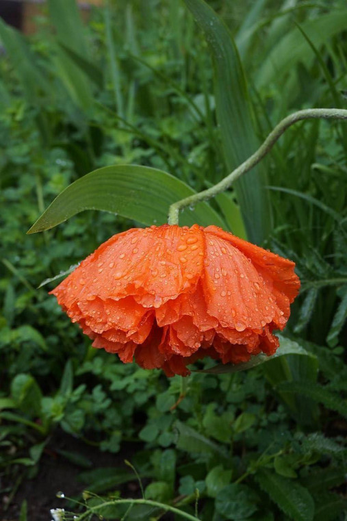 Fotografie - Maková sukienka - 15663656_