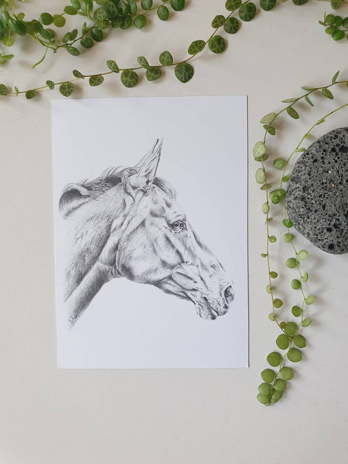 Pohľadnica- kôň čiernobiely