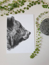 Pohľadnica: Medveď