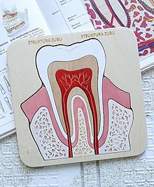 Hračky - Puzzle vkladačka "Anatómia zubov" - 15687030_