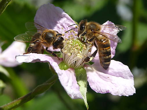 Fotografie - Malinový obed - 15708007_