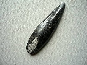 Minerály - Orthoceras 51 mm, č.4f - 15710470_