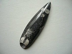 Minerály - Orthoceras 58 mm, č.5f - 15710478_